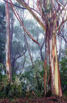 JV133 Blue Mountain ash (Eucalyptus oreades)