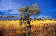 OB106 Desert Oak and Spinifex, Outback Queensland