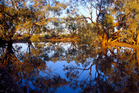 OB103 Coolabah Trees Reflecting in Billabong, Sturt National Park NSW