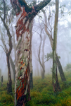 LS143 Snow Gum, New England National Park NSW