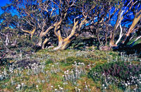 LS121 Snow Gums, Summer, Kosciuszko National Park NSW