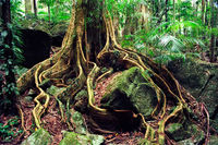 LS127 Strangler Fig, Wollumbin National Park NSW