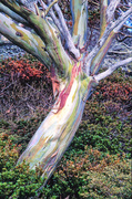 LS114 Snow Gum [Eucalyptus pauciflora], Kosciuszko National Park NSW