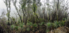 BMP105 Grass Trees in Flower