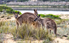 LS131 Eastern Grey Kangaroos