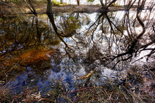 LS107 Reflections, Wallagoot Lake, Bournda NP. NSW