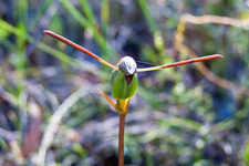 BM330 Horned Orchid (Orthoceras strictum)