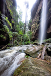 GV115 The Grand Canyon in Flood, Grose Valley