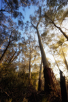 BM321 Blue Mountains Ash (Eucalyptus Oreades).