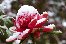 BM305 Waratah (Telopea speciosissima)