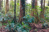 LS137 Dorrigo National Park NSW