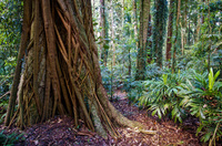 LS138 Strangler Fig, Dorrigo National Park NSW