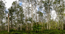 BMP120 Blue Gum Forest, Grose Valley