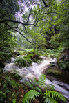 GV112 Rodriguez Pass, Grose Valley