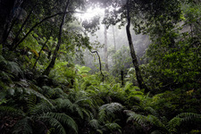 JV102 Temperate Rainforest in the Jamison Valley