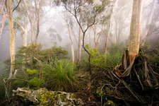 BM312 The Bush in Mist