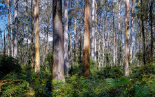 GV110 Blue Gum Forest, Grose Valley