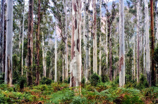 GV128 Blue Gum Forest, Grose Valley