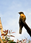 BM316 Pallid Cuckoo