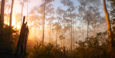 BMP111 Blue Mountains Ash at Sunrise