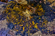 SC114 Rockpool, Bournda National Park NSW