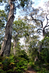 LS145 Ben Boyd Nationl Park NSW National Park NSW