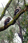 BM332 Laughing Kookaburras