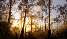 BM309 Blue Mountains Ash at Sunrise